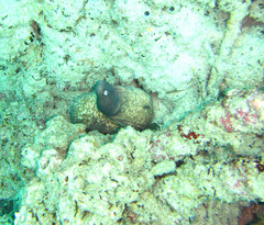 Gymnothorax thyrsoideus