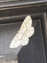 Hypomecis umbrosaria