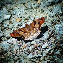 Odontoptilum angulata angulata