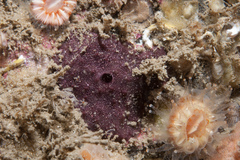 Chelonaplysilla noevus