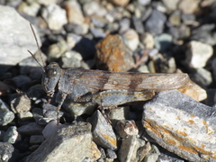 Sphingonotus lluciapomaresi