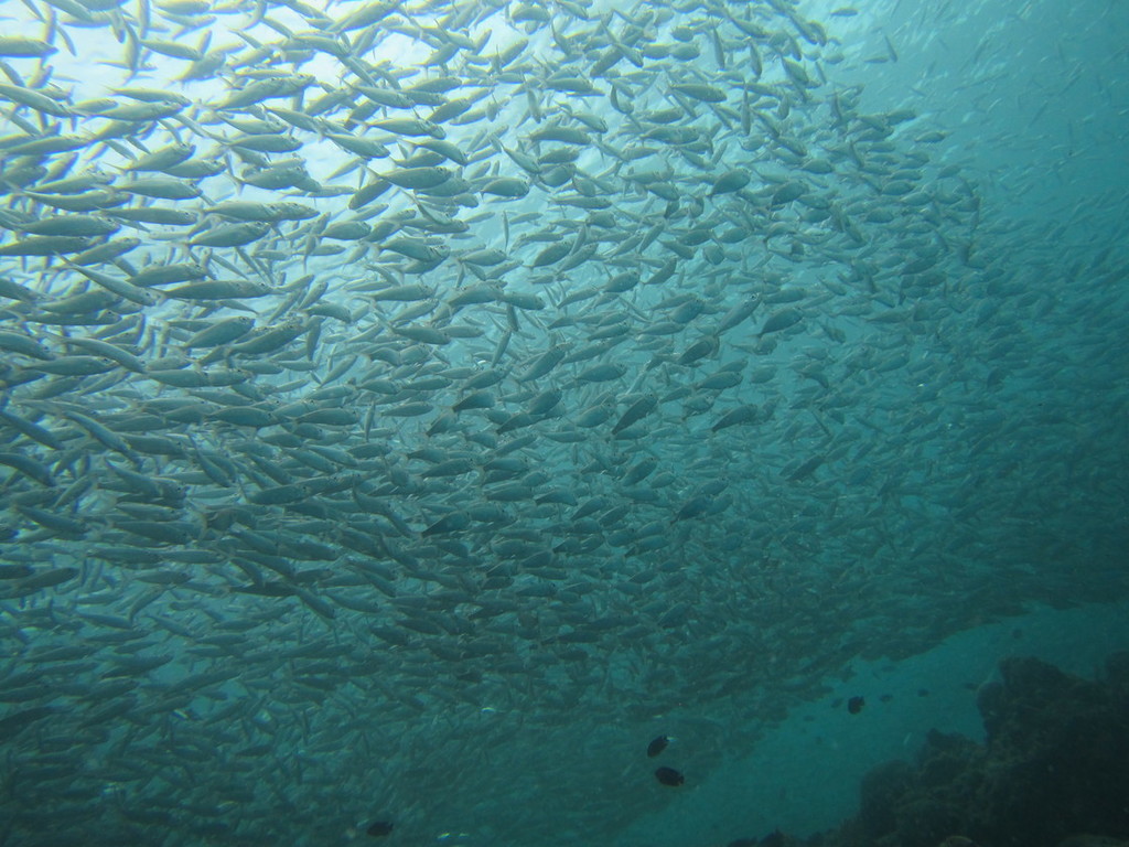 Sardinellas