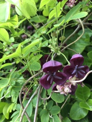 Akebia