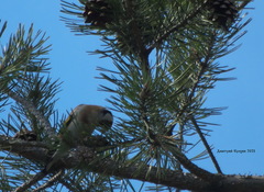 Carduelis carduelis