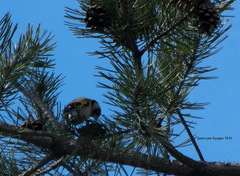 Carduelis carduelis