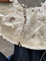 Fomitopsis schrenkii