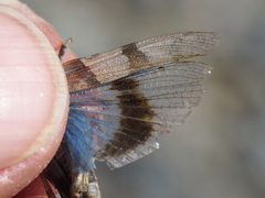 Sphingonotus lluciapomaresi