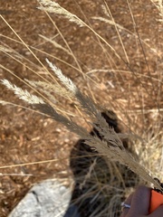 Calamagrostis × acutiflora