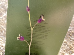 Caulanthus amplexicaulis