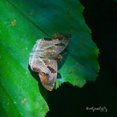 Odontoptilum angulata angulata