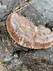 Fomitopsis schrenkii