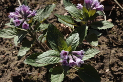 Physochlaina orientalis