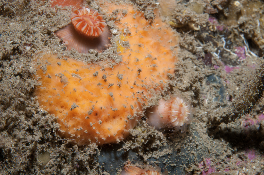 Halicnemia gallica