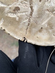 Fomitopsis schrenkii