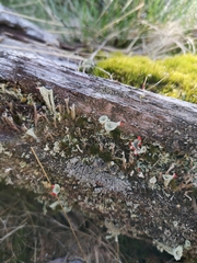 Cladonia coccifera