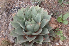 Agave ovatifolia