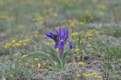 Iris glaucescens