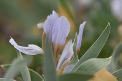 Iris glaucescens