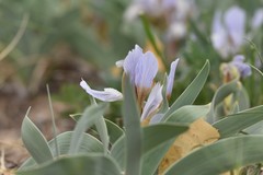 Iris glaucescens