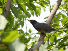Turdus dissimilis