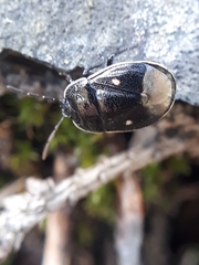 Adomerus biguttatus