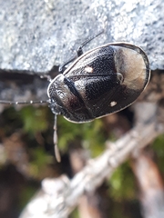 Adomerus biguttatus