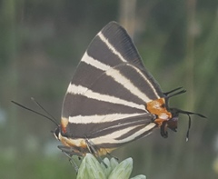 Panthiades bathildis