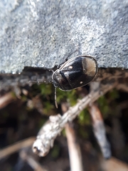 Adomerus biguttatus