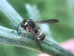 Stenodynerus propinquus