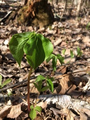 Trillium cernuum