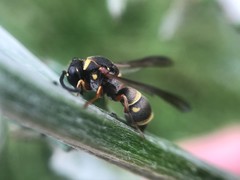 Stenodynerus propinquus