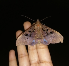 Ischyja marapok