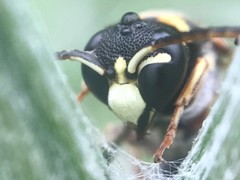 Stenodynerus propinquus