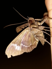 Ischyja marapok