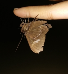 Ischyja marapok