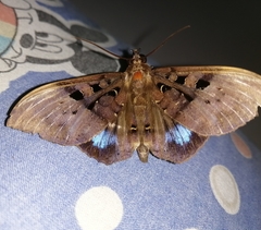Ischyja marapok