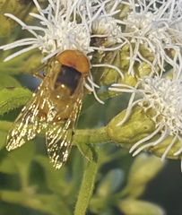 Copestylum sexmaculatum