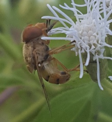 Copestylum sexmaculatum