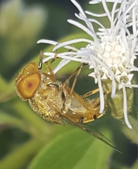 Copestylum sexmaculatum