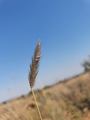 Setaria sphacelata sphacelata