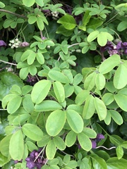 Akebia