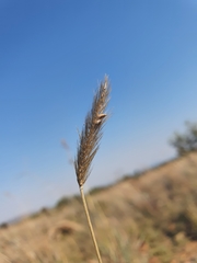 Setaria sphacelata sphacelata