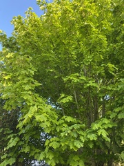 Acer macrophyllum
