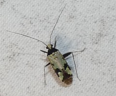 Phytocoris nigricollis