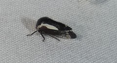 Ophiderma flavicephala