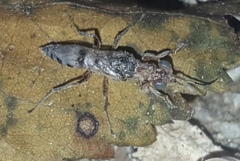 Dryinidae