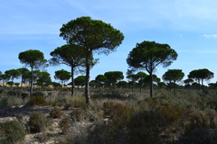 Pinus pinea