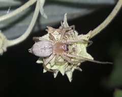 Curicaberis culiacan