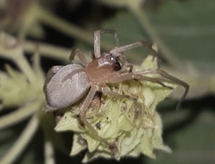 Curicaberis culiacan