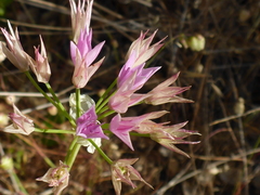Allium unifolium